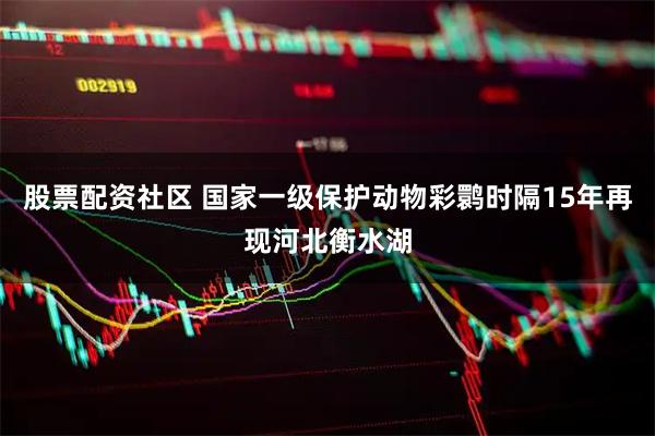 股票配资社区 国家一级保护动物彩鹮时隔15年再现河北衡水湖